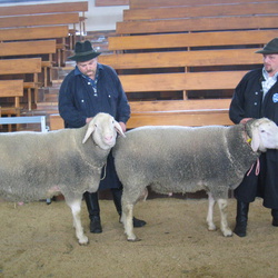 Auktionen und Eliten