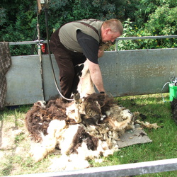 2012 Landesschafschau Schönhausen 30.06.2012