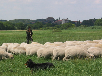 Hüten WETTIN 19.07.03 007