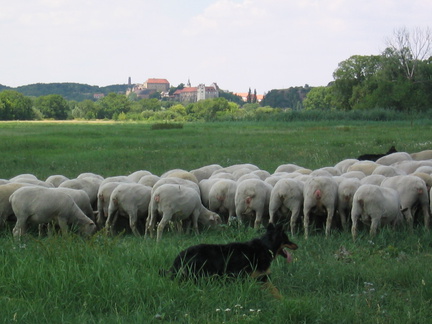 Hüten WETTIN 19.07.03 015