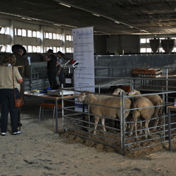 Landesmeisterschaft 2011 am 28.08.2011 in Iden