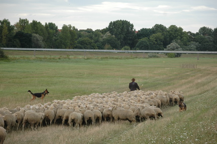 Geiseltalhüten 2008 015
