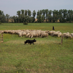 2009 Hüten Harzer Land, Barby, 08.08.2009