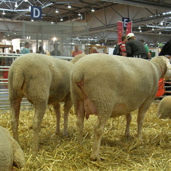2011 agra, Bundesschau Wirtschaftsrassen 07.-08.05.2011
