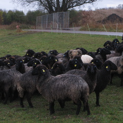 Karakul