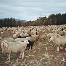 2013 Mitgliederversammlung der AG Karakul 