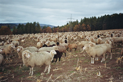 imm012 11