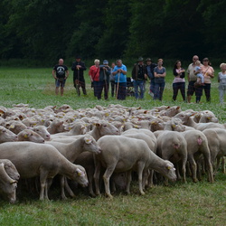 2017 Hüten Harzer Land, Altmark, Walbeck, 16.07.2017