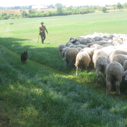 2013 Hüten Harzer Land, Altmark, Neugattersleben, 27.07.2013