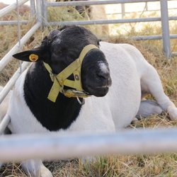 Harzer Landwirtschaftsfest, Reinstedt